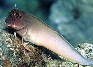 Pink Lipped Blenny