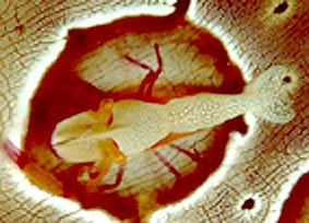 Emperor Shrimp on Seacucumber