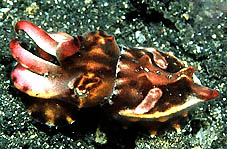 Flamboyant Cuttlefish - shot at Hairball KBR