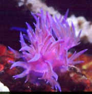 Nudibranch