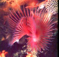 Fanworm