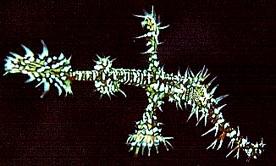 Ghostpipe Fish - shot at Bunaken -MUREX Resort