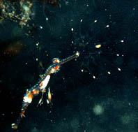 ornate Ghostpipe Fish - shot at Hairball - KBR