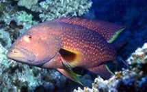 Diamondgrouper