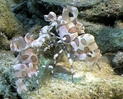 Harlekin Garnelen