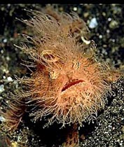 Hairy Frog Fish - Shot at Hairball KBR