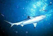 Reefshark