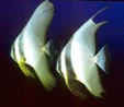 Batfishes (Platax)
