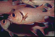 Soldierfishes