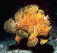 Frogfish
