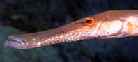 Trumpetfish