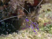 Anemone Shrimp