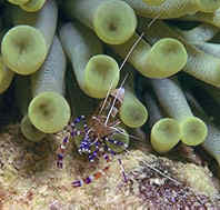 Anemone Shrimp