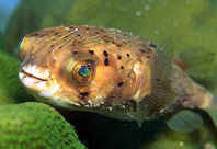 Singed Puffer Fish