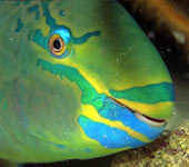 Parrotfish - sleeping