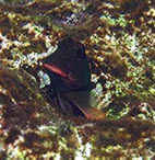 Red lipped Blenny