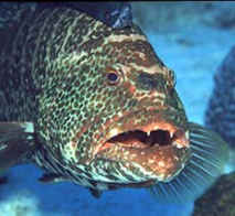 Grouper