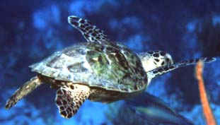 Little Hawksbill Turtle