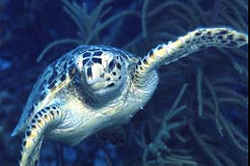 Hawksbill Turtle