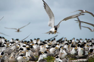 Bird Island