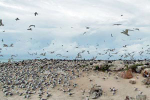 Bird Island