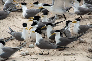 Bird Island