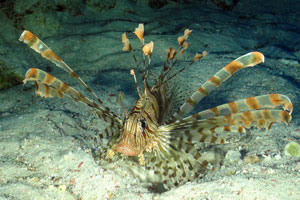 Lionfish