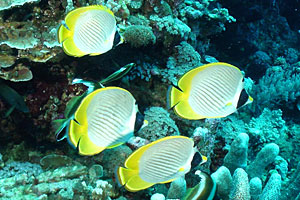 Butterflyfishes