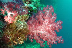 Softcoral