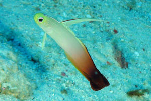 Firegoby