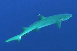 Whitetip shark