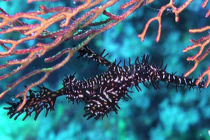 Ghostpipefish