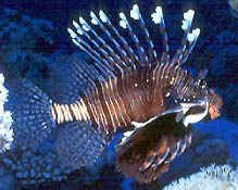 Lionfish