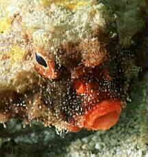 Portrait der Seefledermaus - Longnose Batfish Faceshot