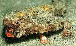 Die Seefledermaus - Longnose Batfish