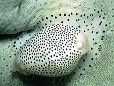 Cowry snail with the mantle