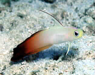 Firegoby