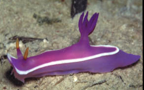 Hypselodoris Nacktschnecke