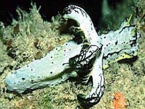 Notodoris Nudybranch