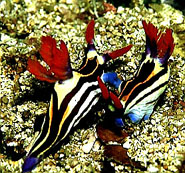 mating Nembrotha megalocera Nudibranchs - shot at Tg. Teluk KBR