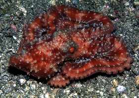Mimic octopus
