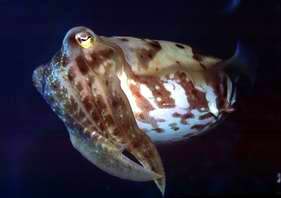 Mimic Opctopus - Acting as a Mantisshrimp - shot at Hairball