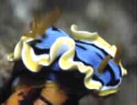 See the Nudybranch Pictures