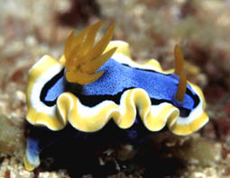 Pjama Nudybranch