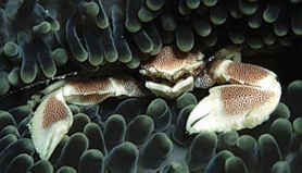 See the Crabs and Shrimps of Mabul and Kabalai