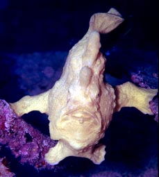 See the Frogfishes of Mabul and Kabalai