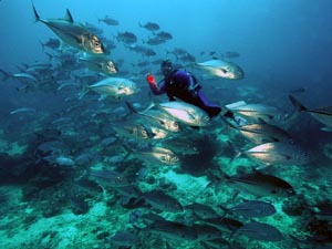 Schooling Jacks in Sipadan (Barracuda Point)