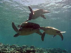 Mating Turtles