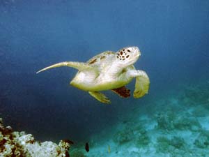 free swimming Turtle