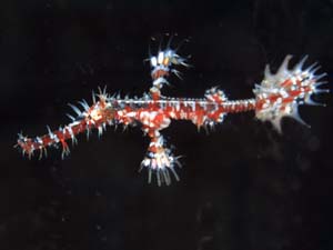 Ghostpipefish